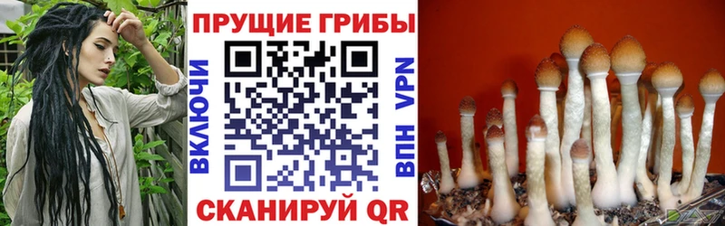 Галлюциногенные грибы Psilocybe  наркотики  Полярные Зори 